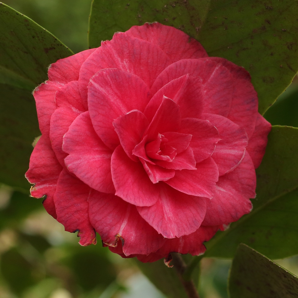 Camellia japonica 'Rafia'