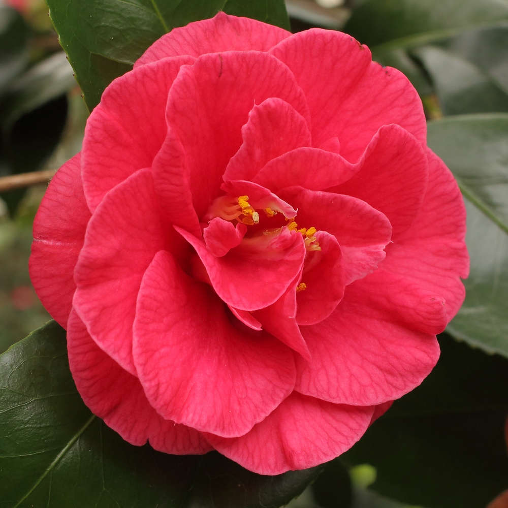 Camellia japonica 'Visconti Nova'