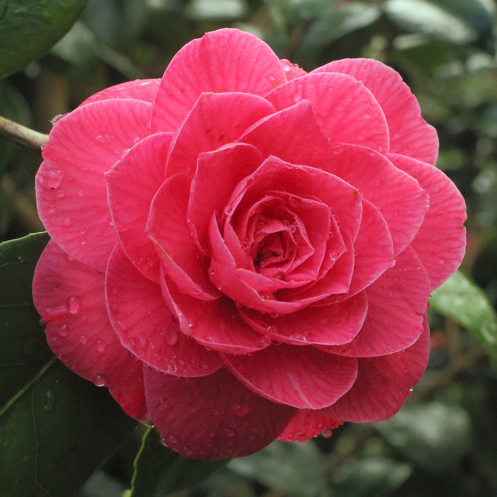 Camellia japonica 'Rubescens Major'