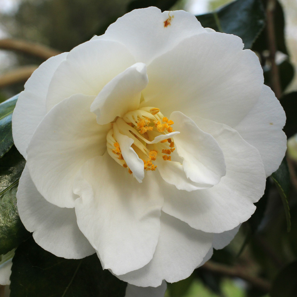 Camellia x williamsii 'China Clay'