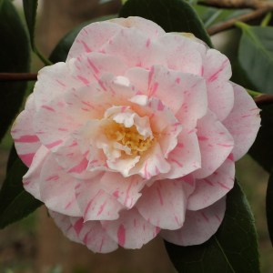Camellia x williamsii 'China Clay'