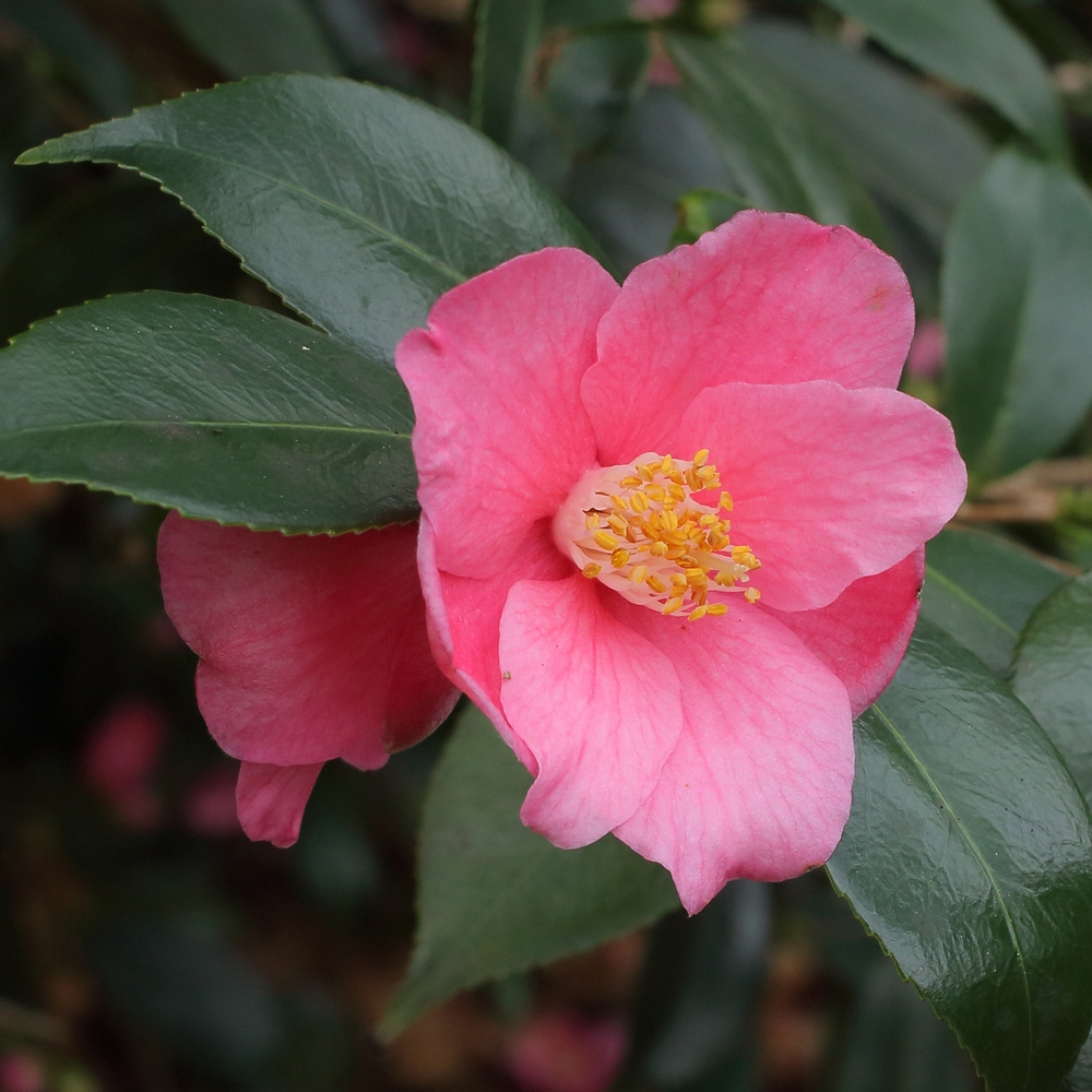 Camellia hybrid 'Cornish Spring'
