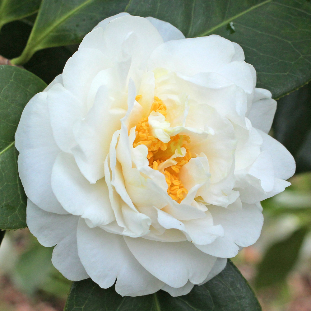 Camellia x williamsii 'E T R Carlyon'