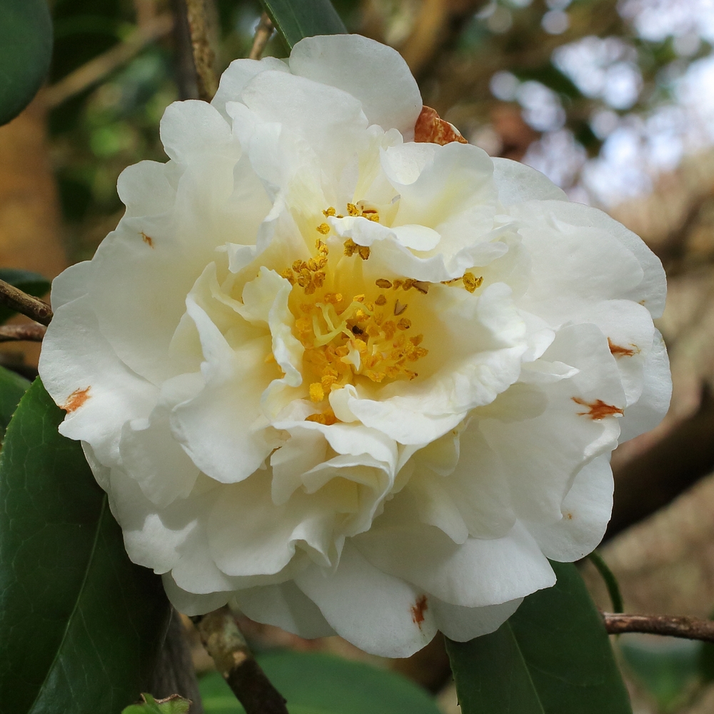 Camellia x williamsii 'E T R Carlyon'
