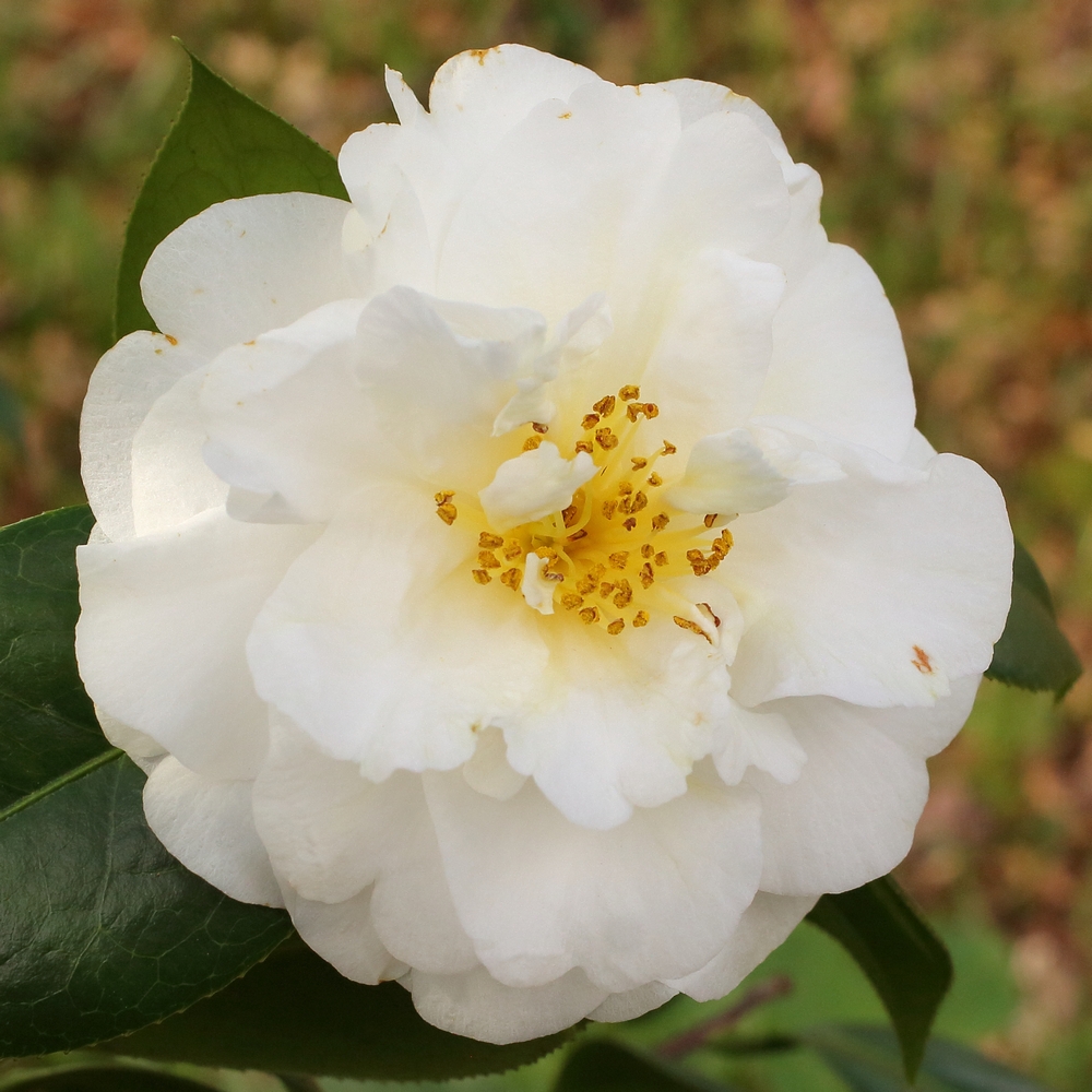 Camellia x williamsii 'E T R Carlyon'