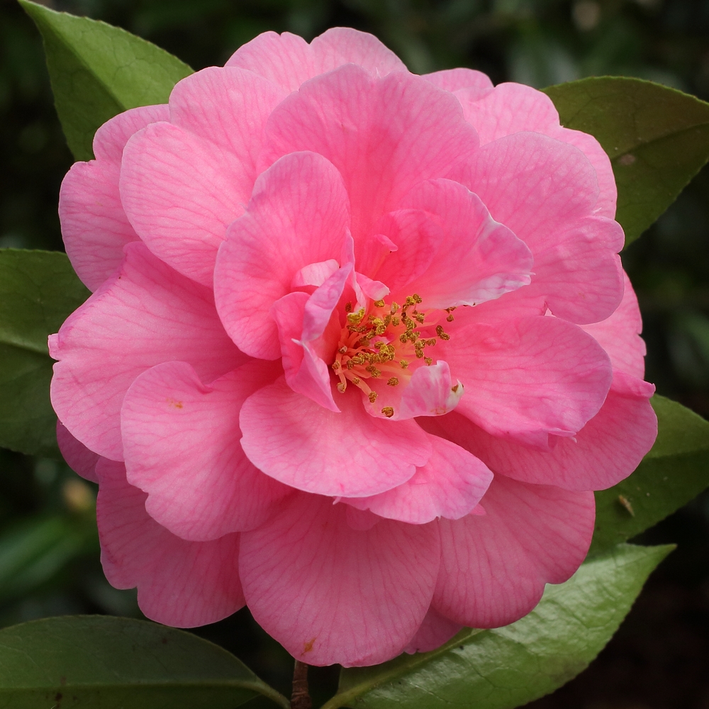 Camellia x williamsii 'Edward Carlyon'