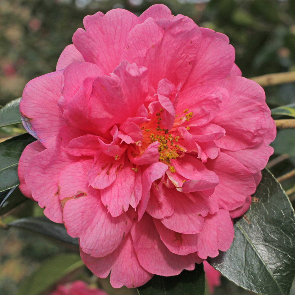 Camellia x williamsii 'Edward Carlyon'