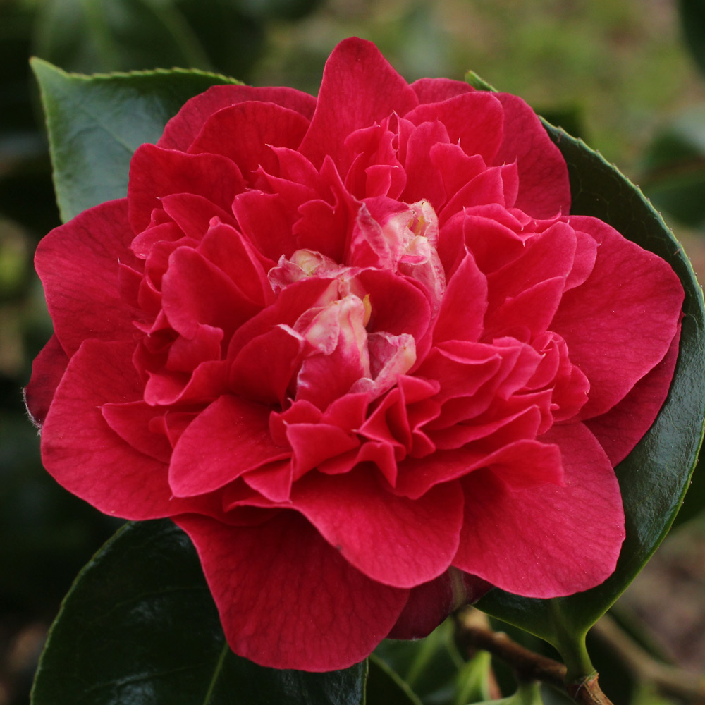 Camellia japonica 'Elizabeth Hawkins'