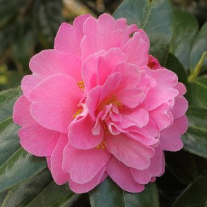 Camellia x williamsii 'Gwavas'