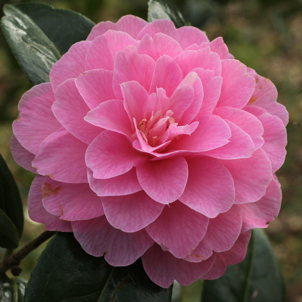 Camellia x williamsii 'Gwavas'