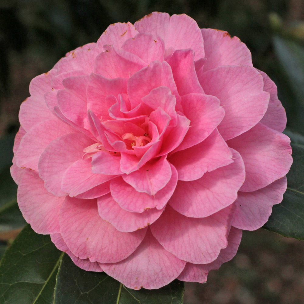 Camellia x williamsii 'Gwavas'