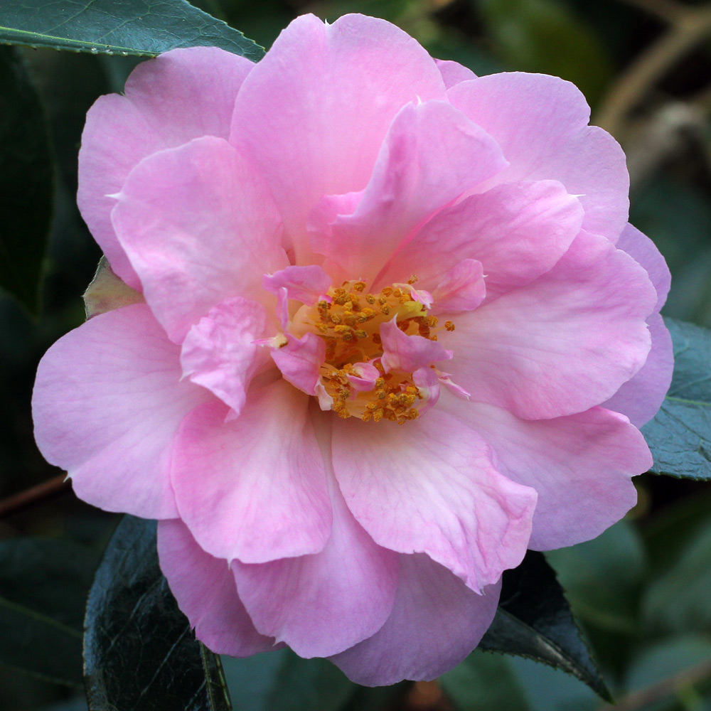 Camellia x williamsii 'Jenefer Carlyon'