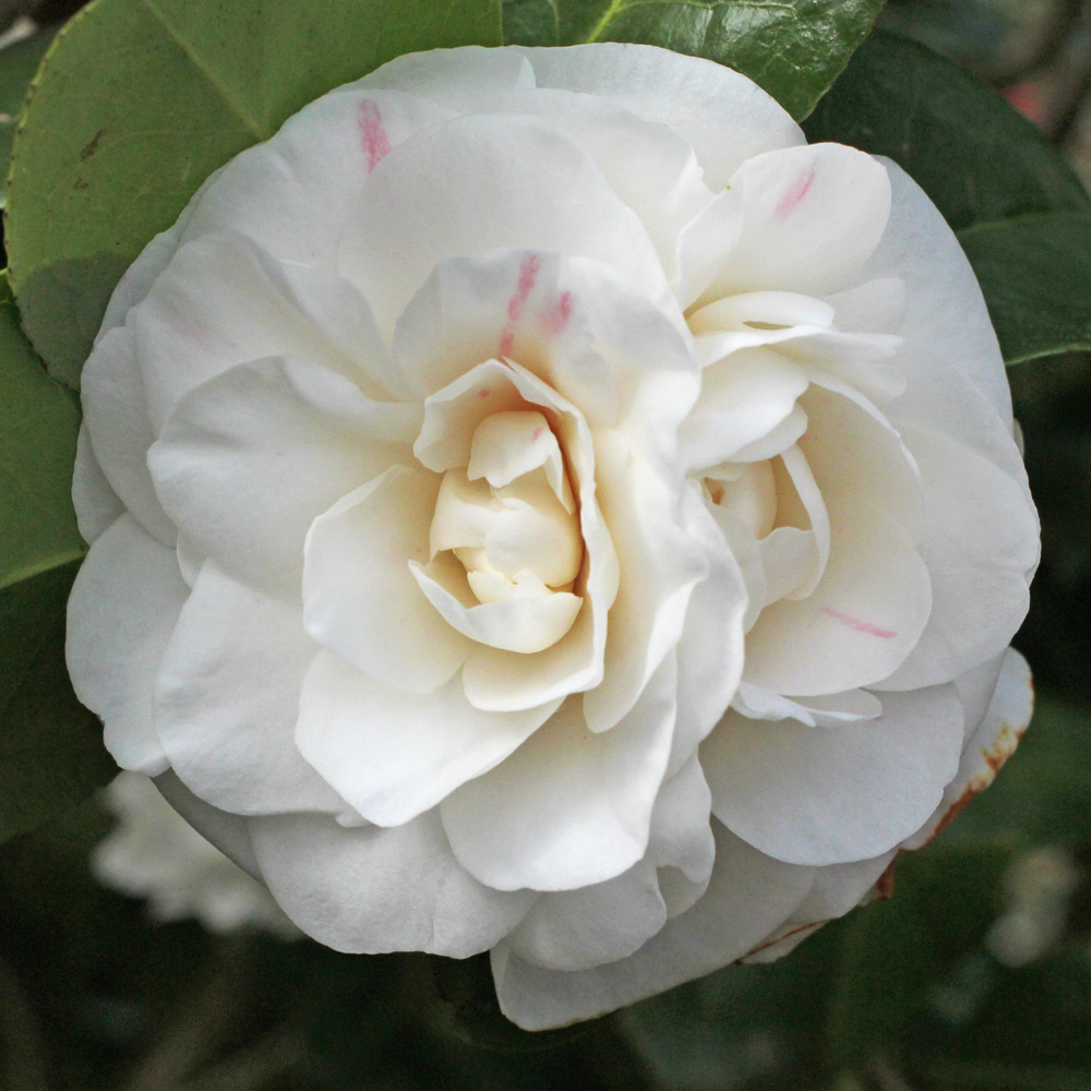Camellia japonica 'Jovey Carlyon'