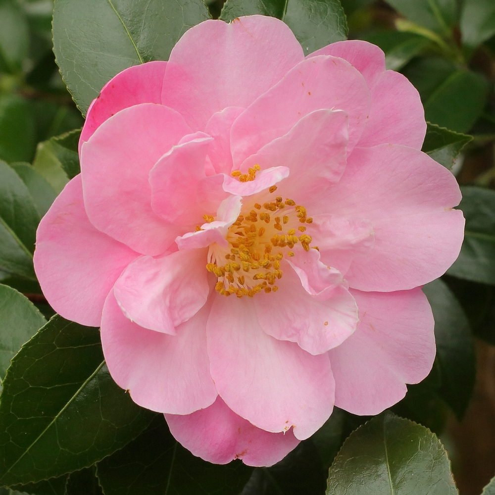 Camellia x williamsii 'Marjorie Waldegrave'