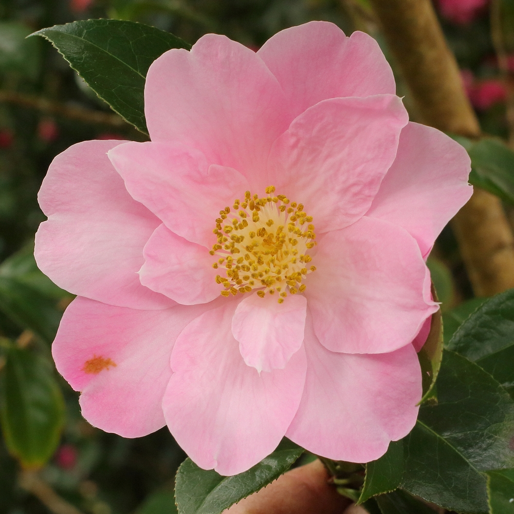 Camellia x williamsii 'Marjorie Waldegrave'