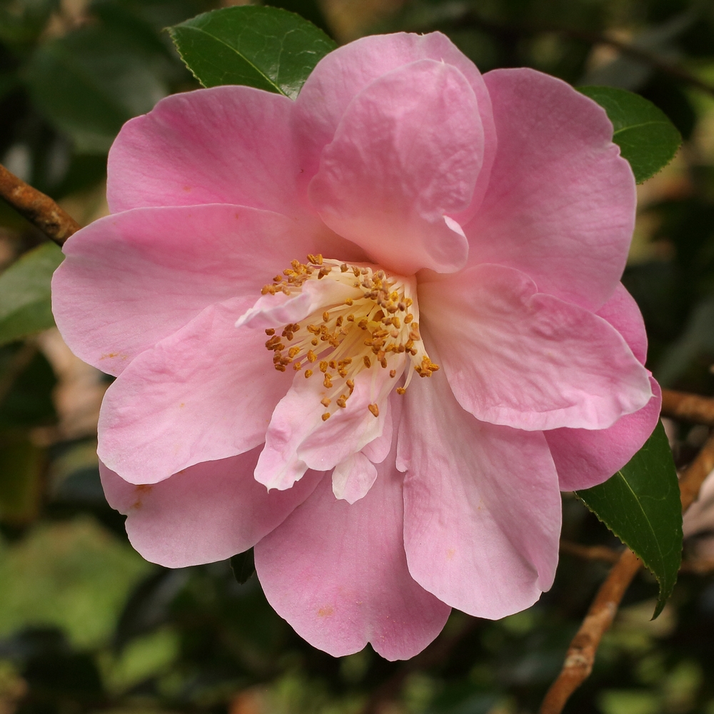 Camellia x williamsii 'Marjorie Waldegrave'