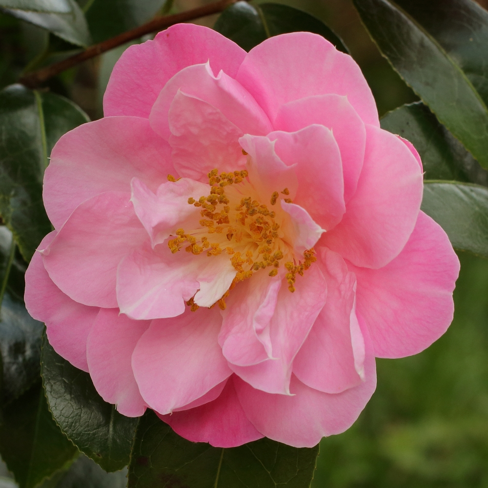 Camellia x williamsii 'Marjorie Waldegrave'