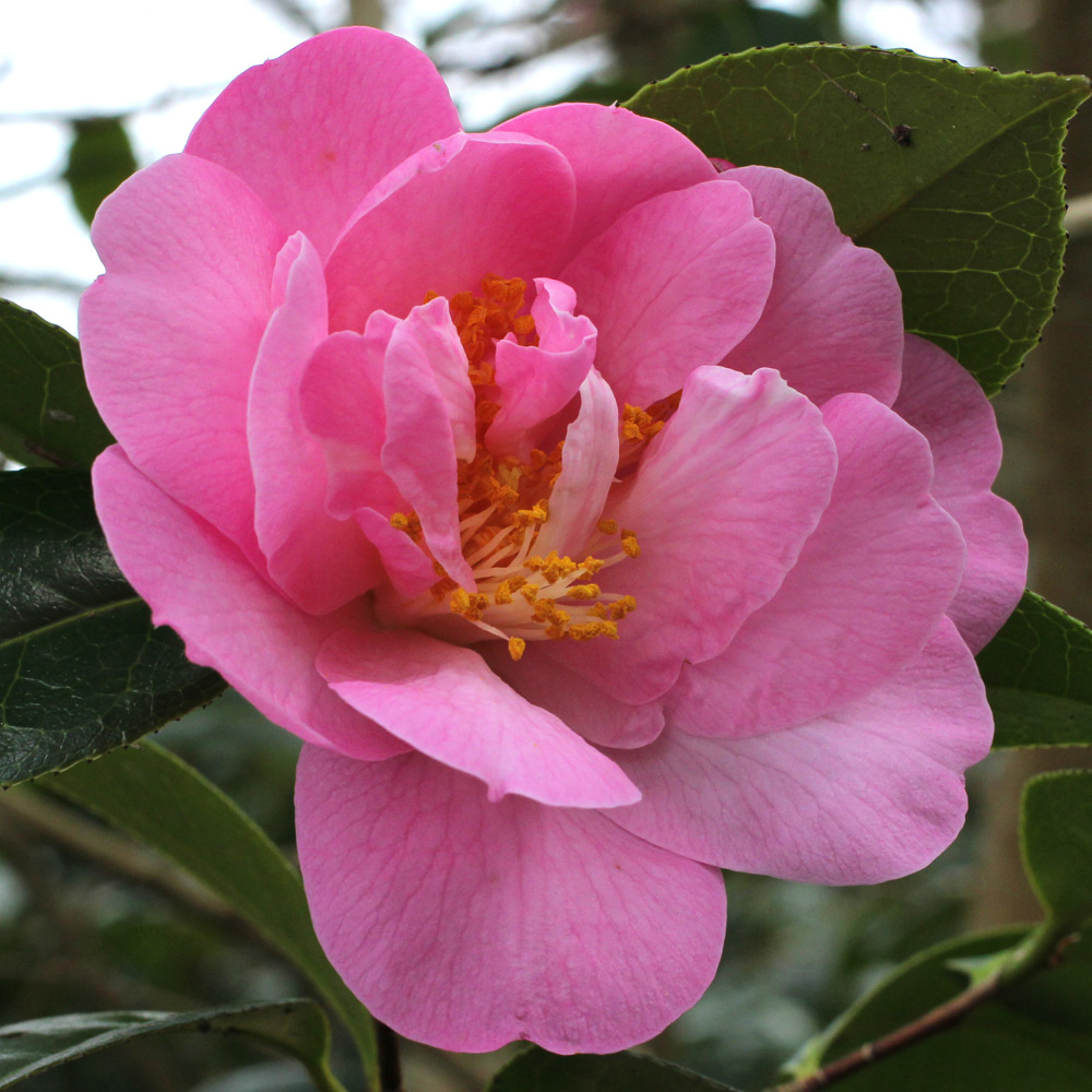 Camellia x williamsii 'Rose Quartz'