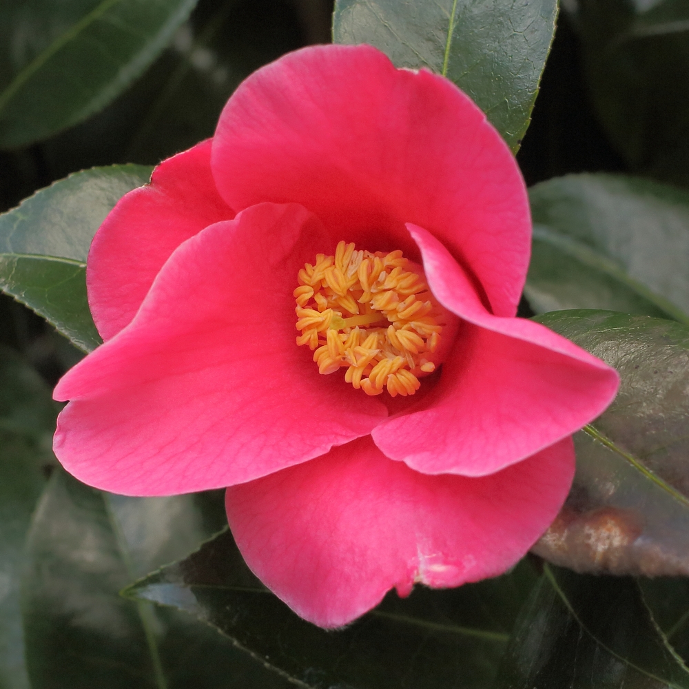 Camellia hybrid 'Rosemary Sawle'