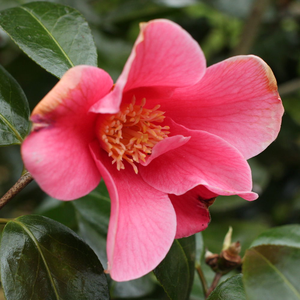 Camellia hybrid 'Rosemary Sawle'