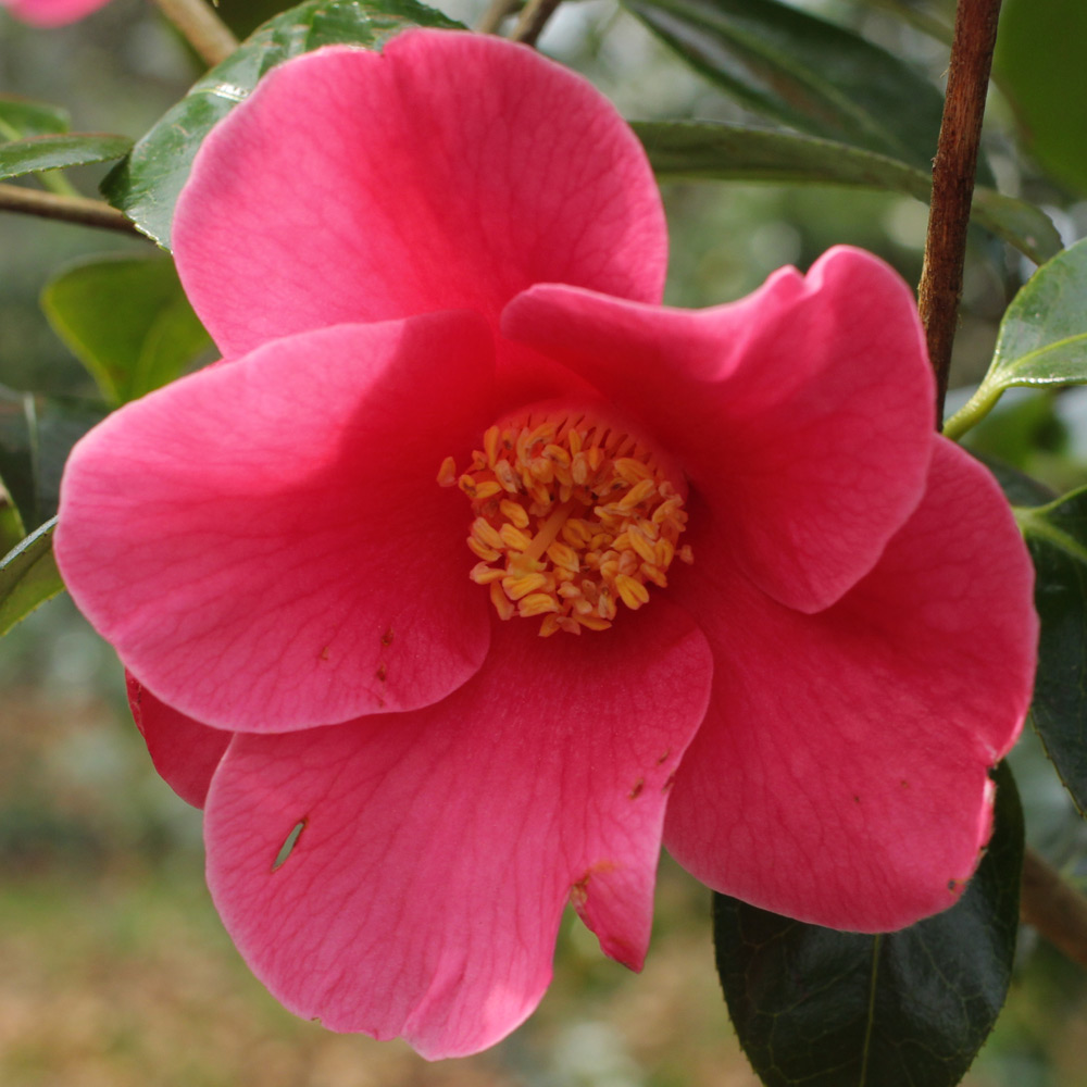 Camellia hybrid 'Rosemary Sawle'