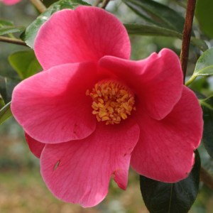 Camellia hybrid 'Rosemary Sawle'
