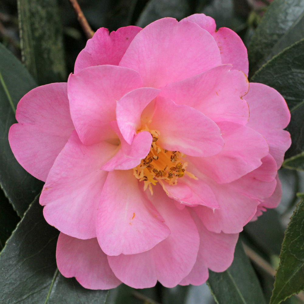 Camellia x williamsii 'The Duchess of Cornwall'