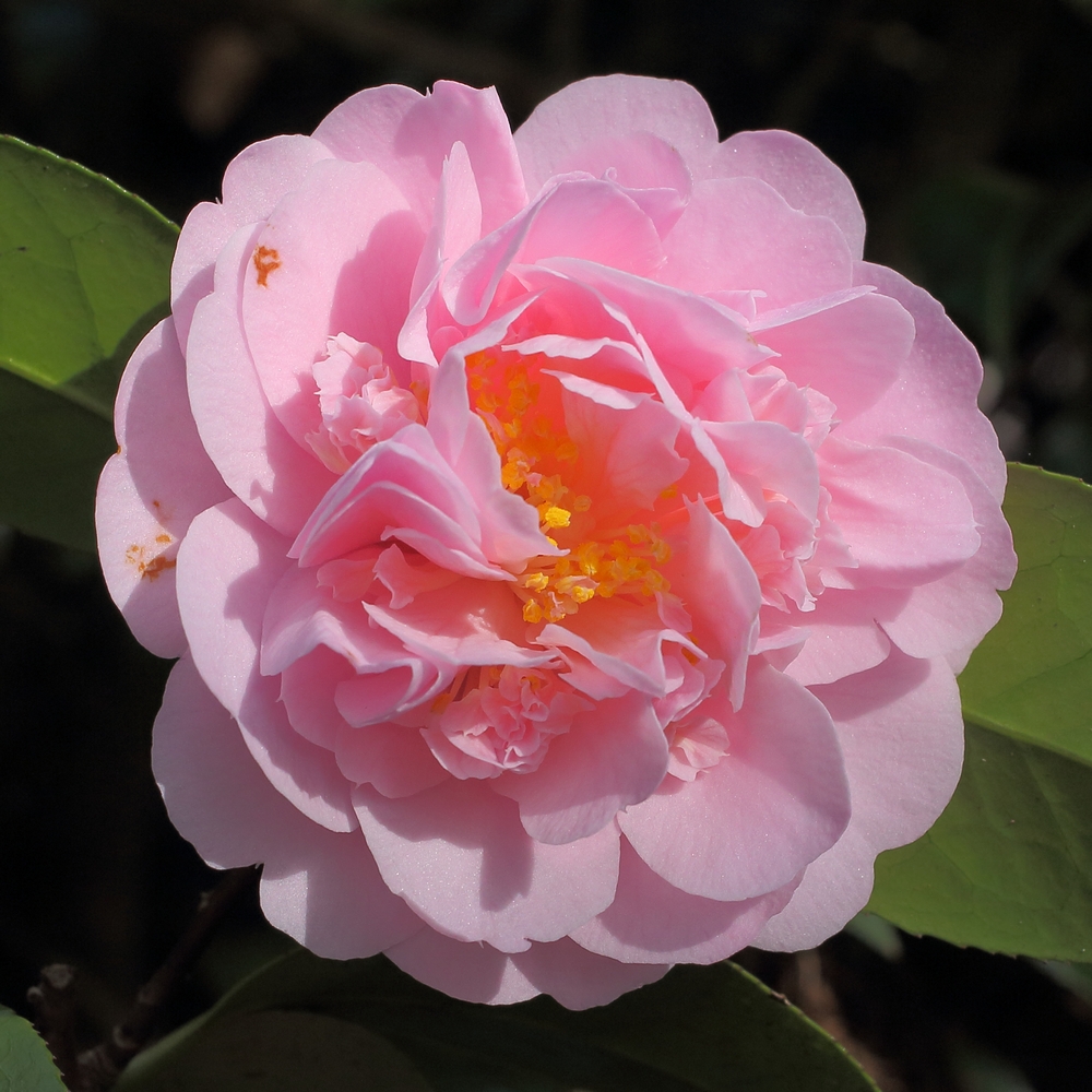 Camellia x williamsii 'Tregrehan'