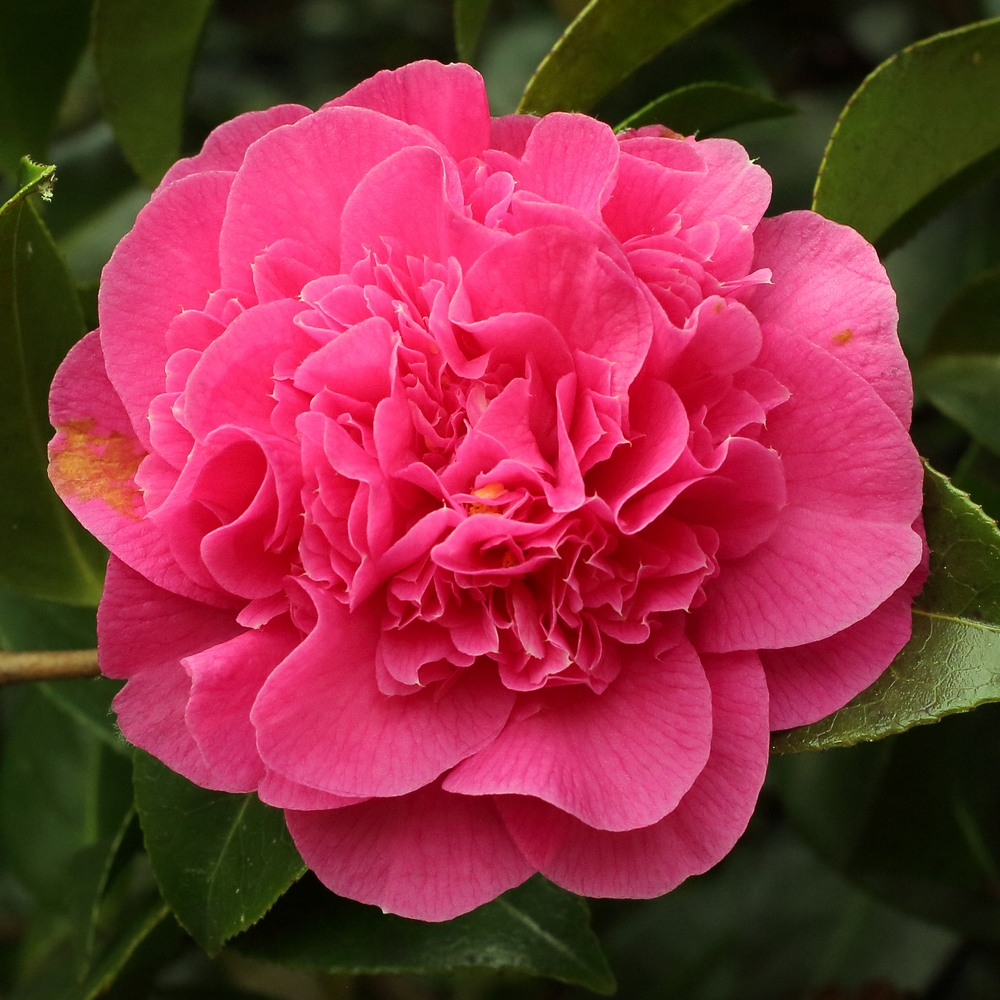 Camellia hybrid 'Tristrem Carlyon'