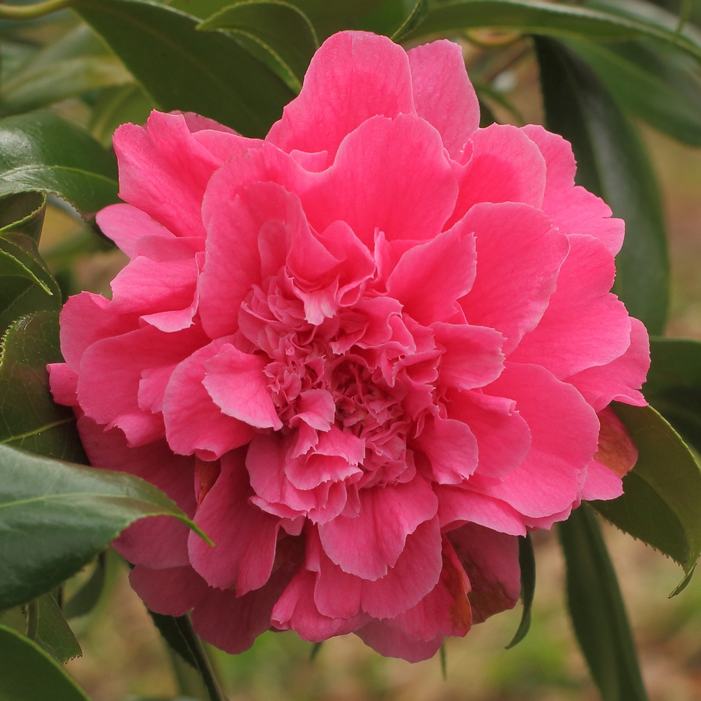 Camellia hybrid 'Tristrem Carlyon'