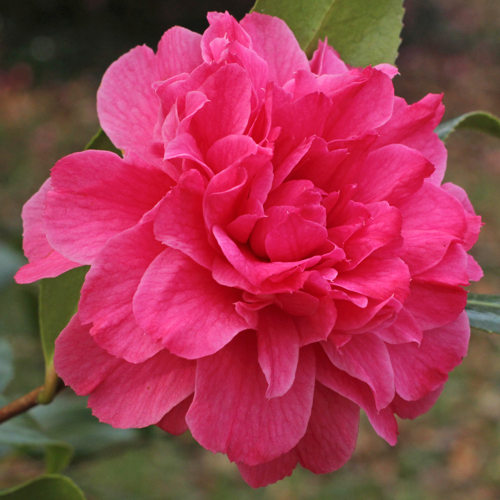Camellia hybrid 'Tristrem Carlyon'