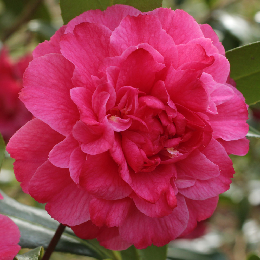 Camellia hybrid 'Tristrem Carlyon'