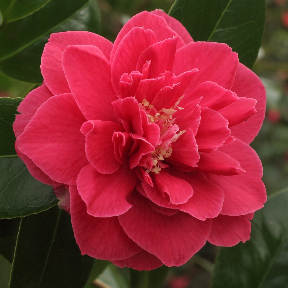 Camellia japonica 'Virginia Carlyon'