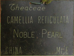 Camellia reticulata 'Baozhu Cha'