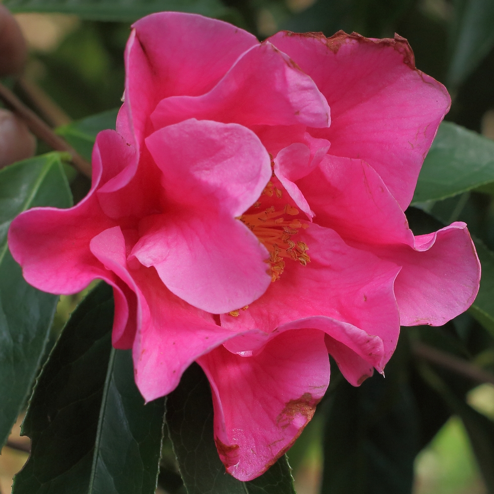 Camellia hybrid 'Buddha'