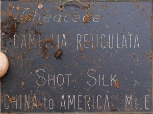 Camellia reticulata 'Dayinhong'