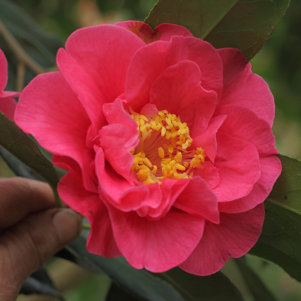 Camellia hybrid 'Francie L'