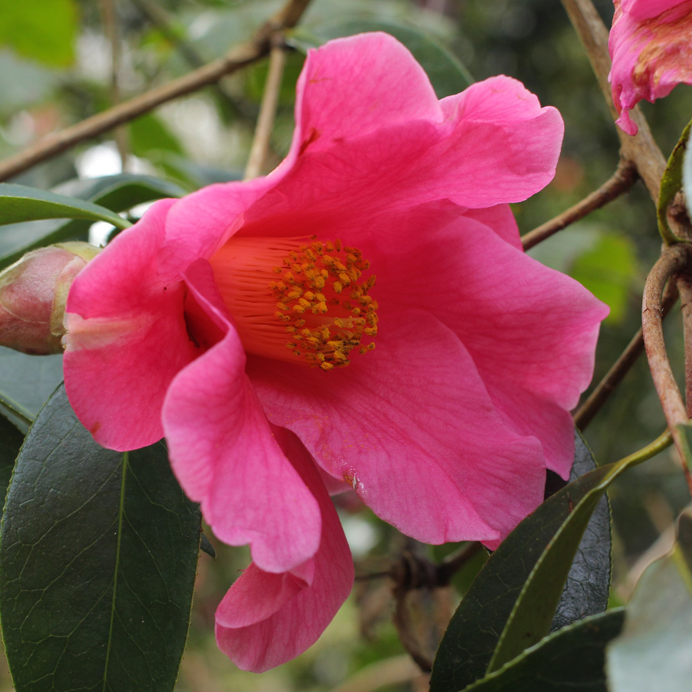 Camellia reticulata 'Mary Williams'
