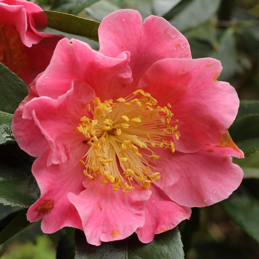 Camellia reticulata 'Mouchang'