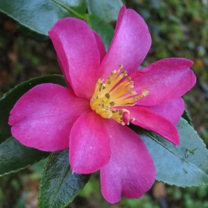 Camellia reticulata 'Hody Wilson'