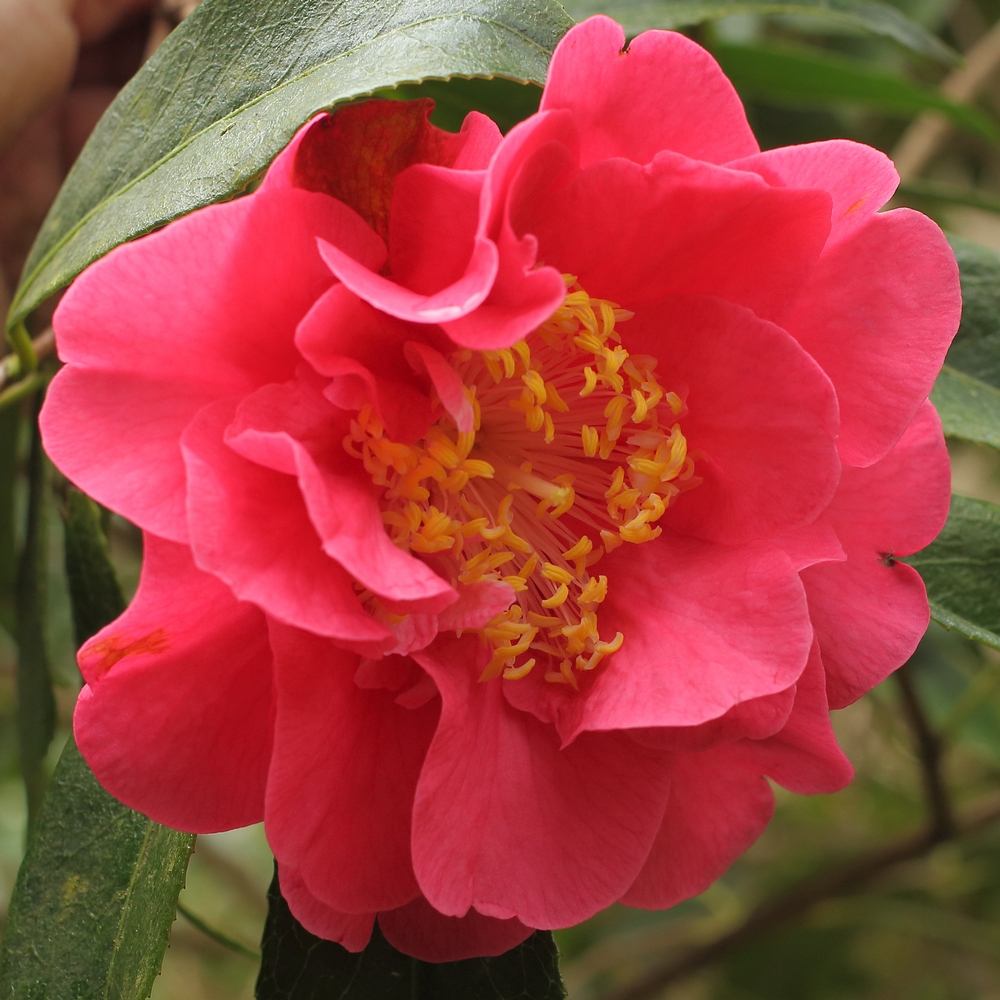 Camellia hybrid 'Francie L'