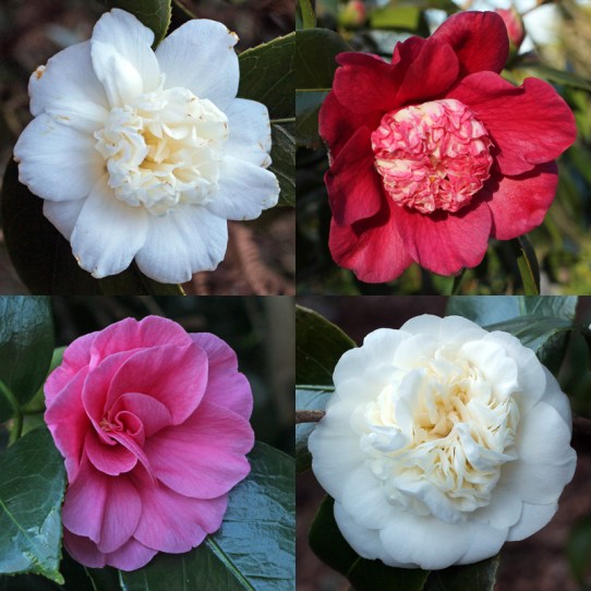 early-camellias