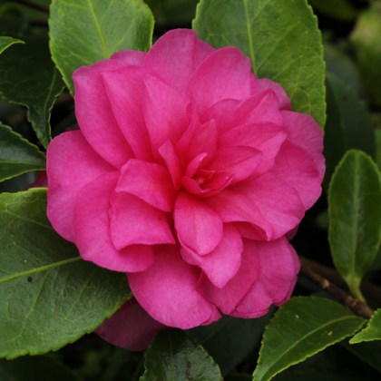 camellia-chansonette