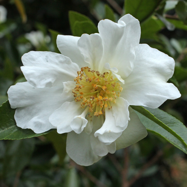 camellia-kenkyo-2