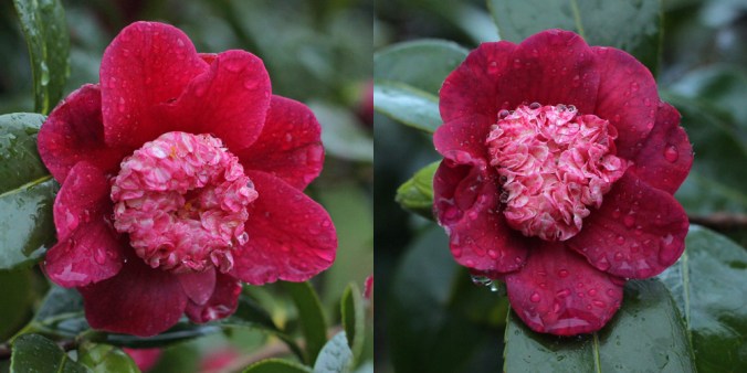 camellia-peter-betteley-2