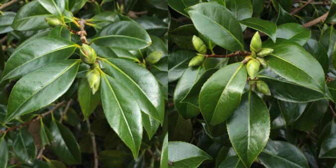 camellia-peter-betteley-3