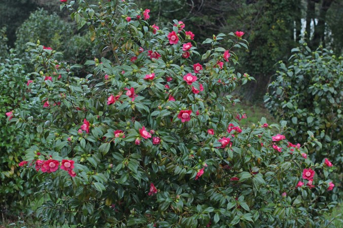 camellia-peter-betteley