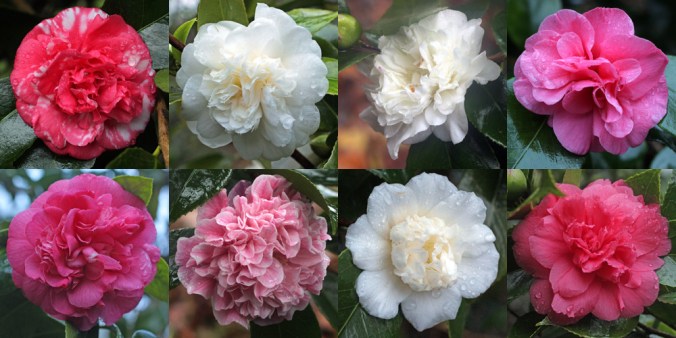 camellias-2