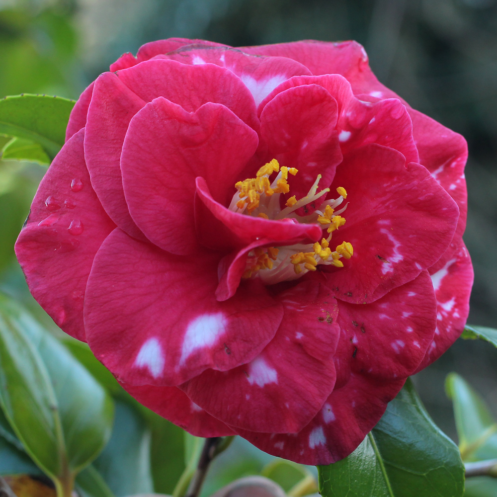 camellia-japonica-adolphe-audusson-variegated-1j-002-jim-s-camellias