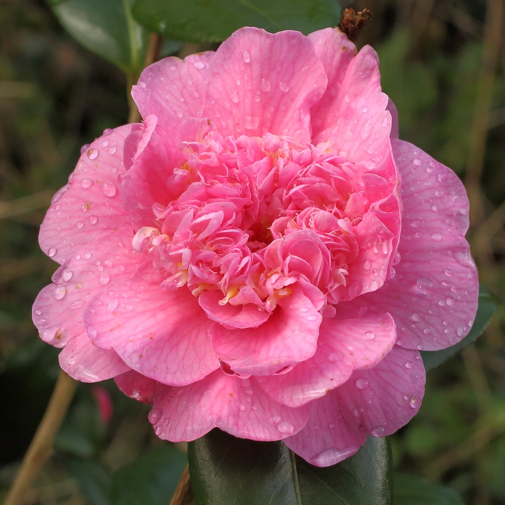 Camellia x williamsii 'Anemone Frill'